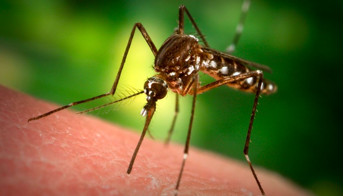 Ismerje meg a szúnyogmágnes előnyeit!