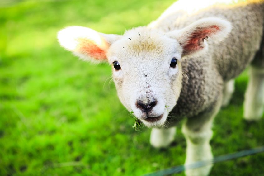 Villanypásztor juhoknak – Gondoskodjon a biztonságról egyszerűen!